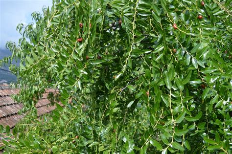 Stađun je od čičimaka | Radio DUX