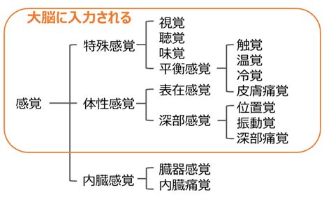 看護師国試対策｜大脳皮質の運動野・感覚野、中枢神経の役割と働き