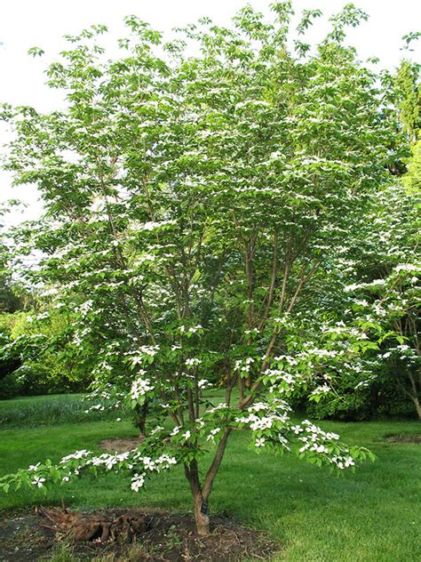 Buy Dogwood Trees | Dogwood Trees For Sale | The Tree Center