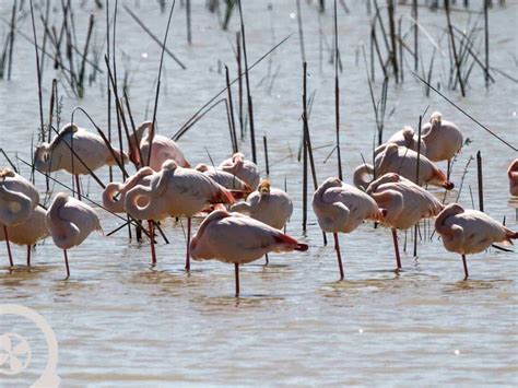 Doñana National Park Day Trip From Seville Book In Exprilo