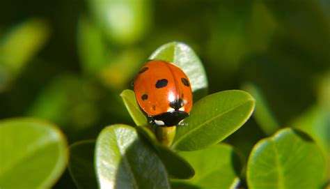 Beware of the Ladybug Home Invasion