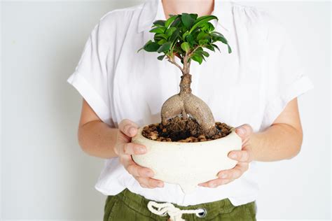 Síntesis de 19 artículos como cuidar ficus ginseng actualizado