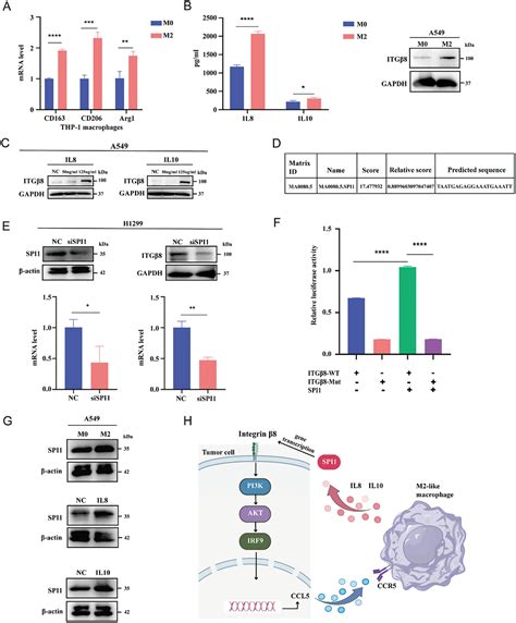 Integrin Facilitates Macrophage Infiltration And Polarization By