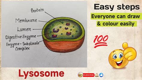 How To Draw Lysosomes Structure Of Lysosome Step By Step YouTube