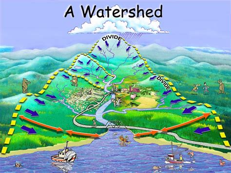 THINK LIKE A WATERSHED – Project Watershed