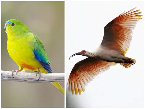 Photos Of The Rarest Birds In Existence Purple Clover