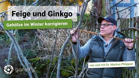 Feige und Ginkgo Gehölze im Spätwinter mit Bambus Draht und Seil