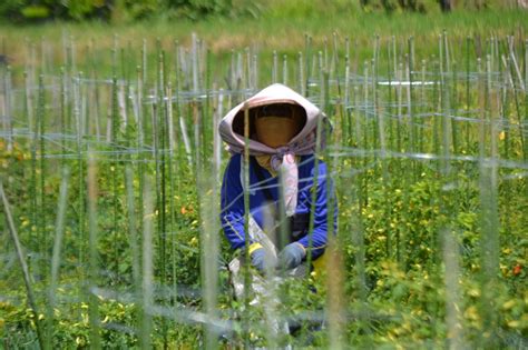 Cuaca Ekstrem Bikin Petani Cabai Rawit Di Banyuwangi Terancam Gagal Panen