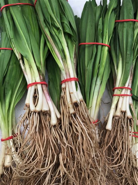 Robbie Sigonas Produce Tips Ramps Aka Wild Leeks Sigonas Farmers