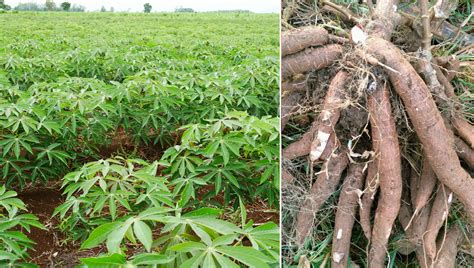 Como Plantar Mandioca Um Guia Passo A Passo