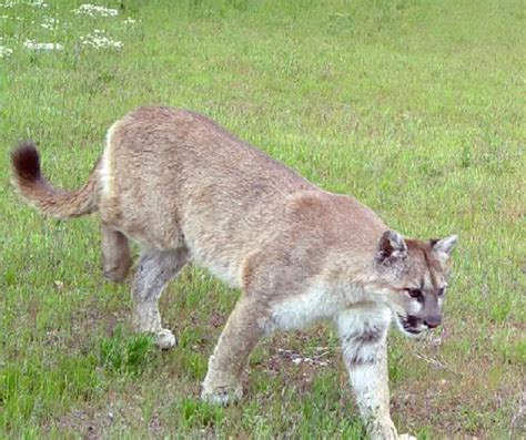 Bobcat vs Mountain Lion: Understanding the Differences - Backyard Trail ...