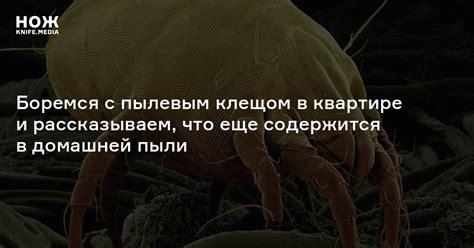 Боремся с пылевым клещом в квартире и рассказываем, что еще содержится ...