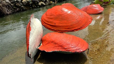 The Ruby Pearls In The Mutated Bicolor Pearl Clam Are Too Rare Very