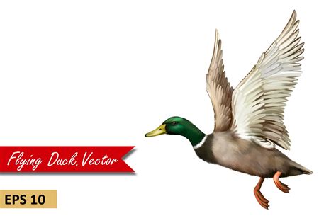 Male Mallard Duck Flying Vector MasterBundles