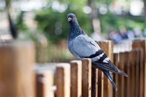 Tauben Vom Balkon Vertreiben Effektive Methoden