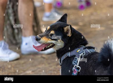 Shiba Inu Black And Tan Mix