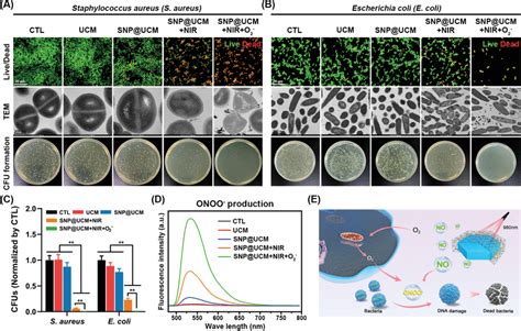 In Vitro Antibacterial Activity Of Snp Ucm Nanogenerators A B