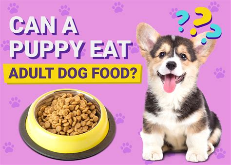 how old should a puppy be to eat dog food