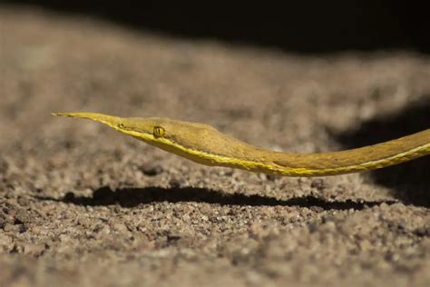 Malagasy Leaf-Nosed Snake: An Enigmatic Marvel of Madagascar | WorldWeet