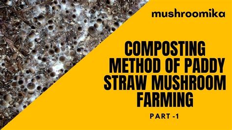 paddy straw mushroom farming  composting part  composting