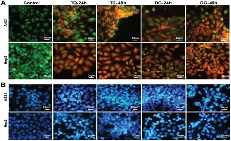 A Fluorescence Based Cytotoxicity Assay Using The Live Dead