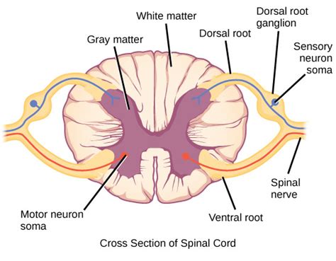 A P1 Chapter 13 The Spinal Cord Spinal Nerves And Somatic