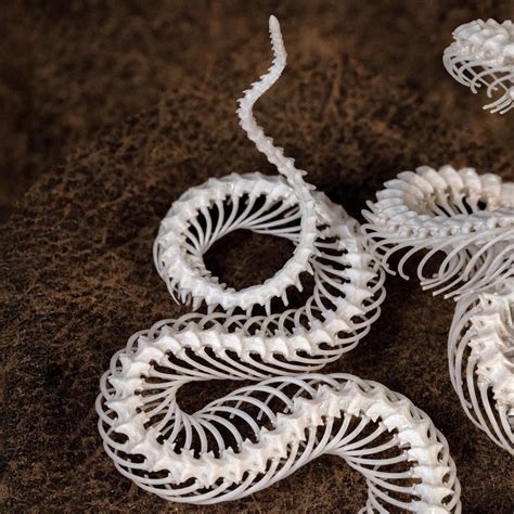 real snake skeleton taxidermy attack pose standing   realistic