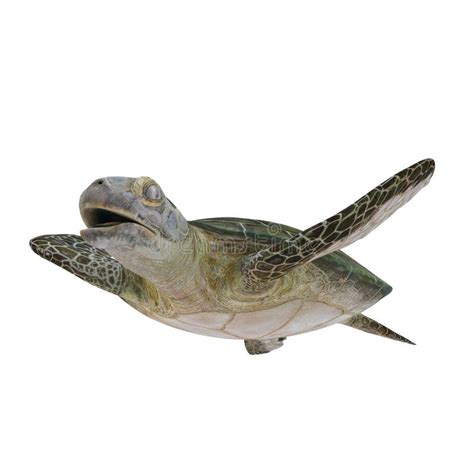 Green Sea Turtle Angles Isolated On A White D Illustration Stock