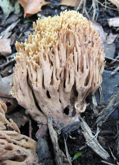 Ramaria Formosa The Ultimate Mushroom Guide