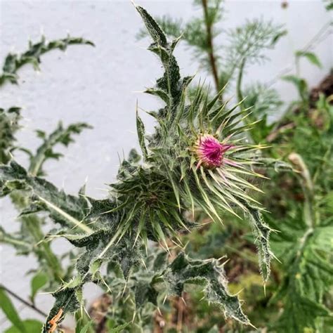 Nickende Distel Dein Garten ökologisch And Pflegeleicht