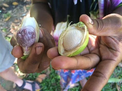 Betel Nut: Divided Effects For The National Habit Of Papua New Guinea ...