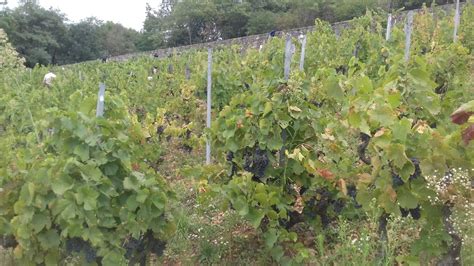 Les Grangeons De L Albarine Verdict Des Vendanges