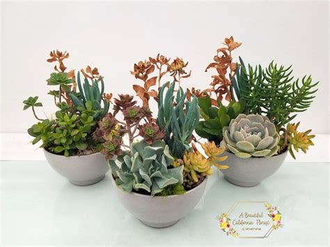 Succulent Container Arrangements: Stunning Succulent Displays. - Growin ...