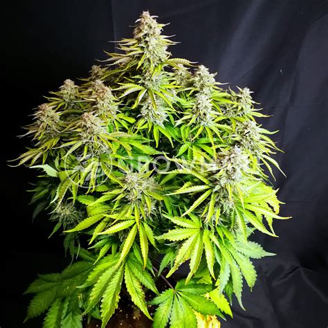 Royal Queen Seeds Cosmos F Cbd Auto Samokvetouc Sem Nka Konop