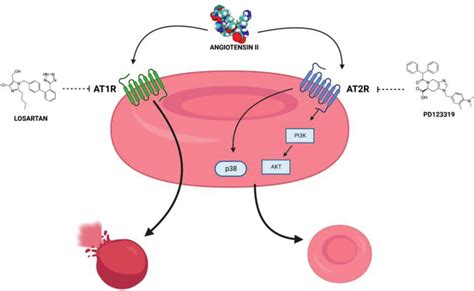 Representative scheme of angiotensin II signaling pathway in ...