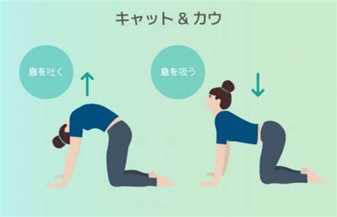 キャット カウのやり方 yogagene illustration 0126 3 ヨガジェネレーション yogageneration