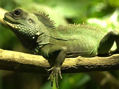 🔥 [40+] Green Iguana Wallpapers | WallpaperSafari