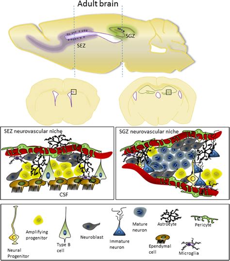 Frontiers Neurogenic Niches In The Brain Help And Hindrance Of The