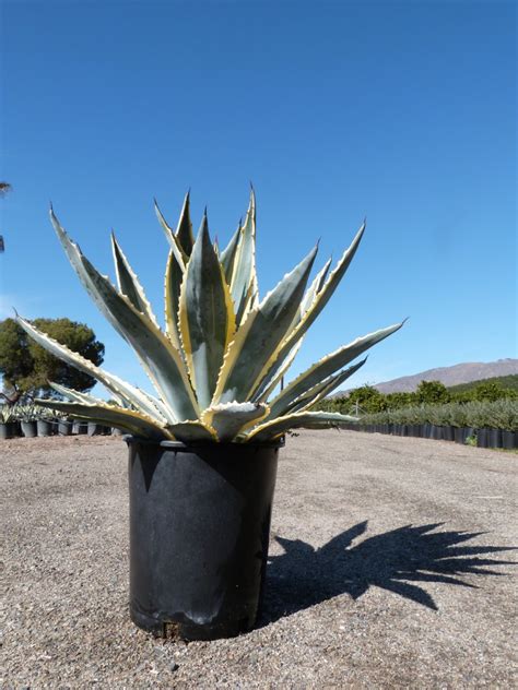 agave americana variegata - T-Y Nursery