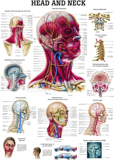 Back Neck Anatomy