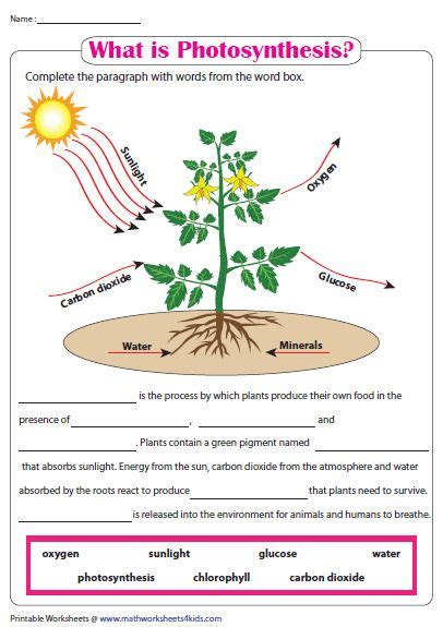 The Process Of Photosynthesis Worksheets