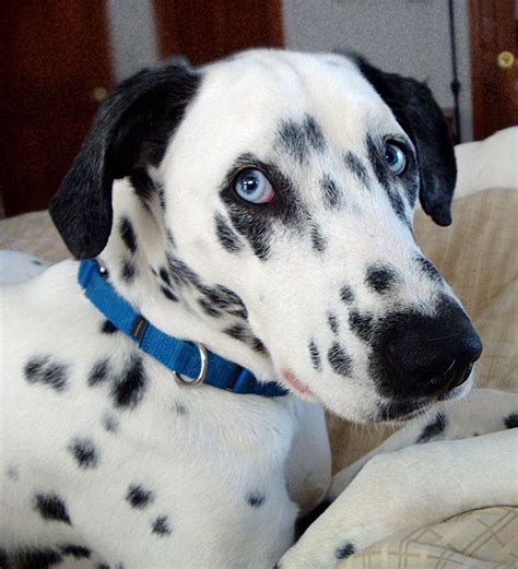 Beautiful Dalmatian Rescue Dalmatian Puppy Blue Eyed Dog