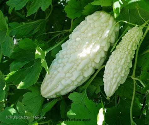 Bitter Gourd Or Bitter Melon Types And Benefits