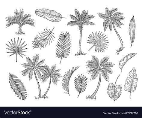 Sketch Palm Tree Tropical Rain Forest Trees Vector Image