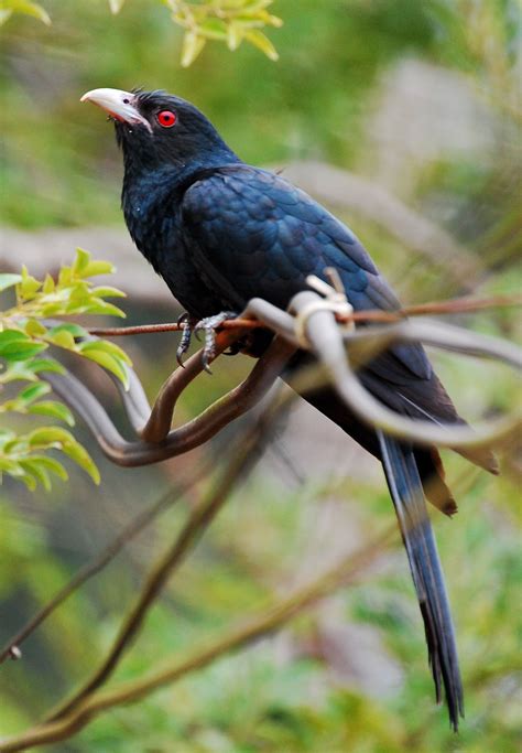 Koyal Bird - A Beautiful Black Bird from the Indian Subcontinent ...
