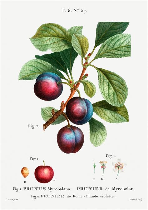 Plum Art Print Plum Wall Art Fruit Art Purple Plum Art Etsy Uk