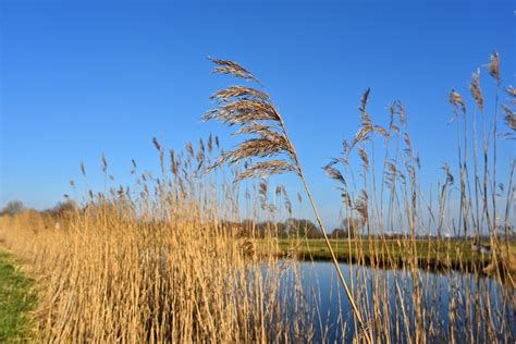 Common Reed Plant Phragmites - Free photo on Pixabay - Pixabay