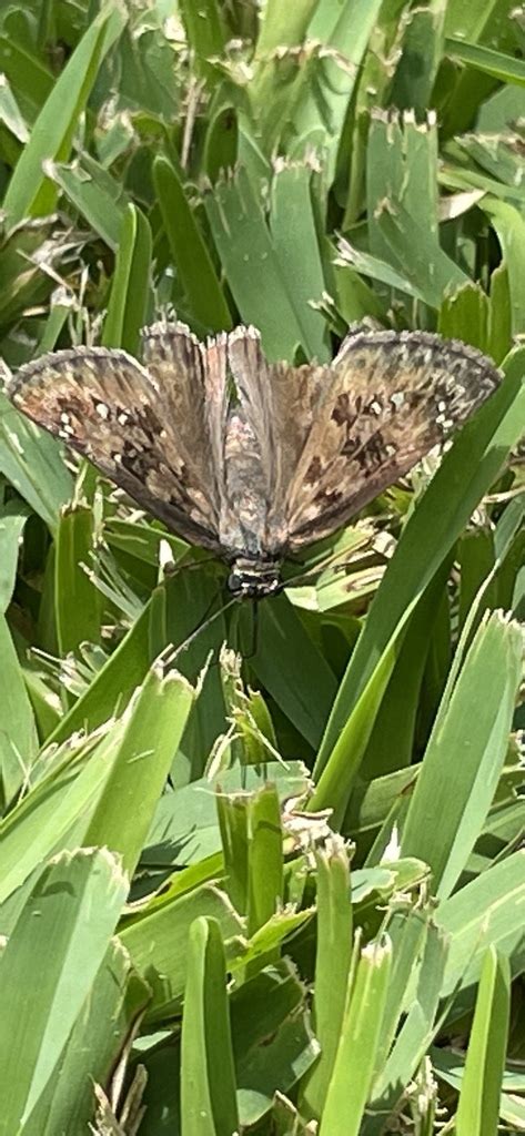 Horace S Duskywing From Westwood Ct Allen Tx Us On July At