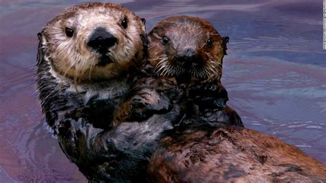 Monterey Bay Aquarium sea otters adopt orphans and raise them to be wild | CNN Travel