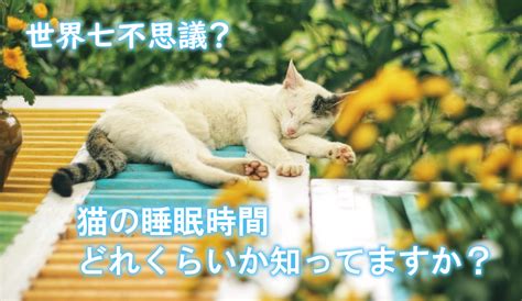 世界七不思議？猫の睡眠時間どれくらいか知ってますか？｜猫に愛されるブログ